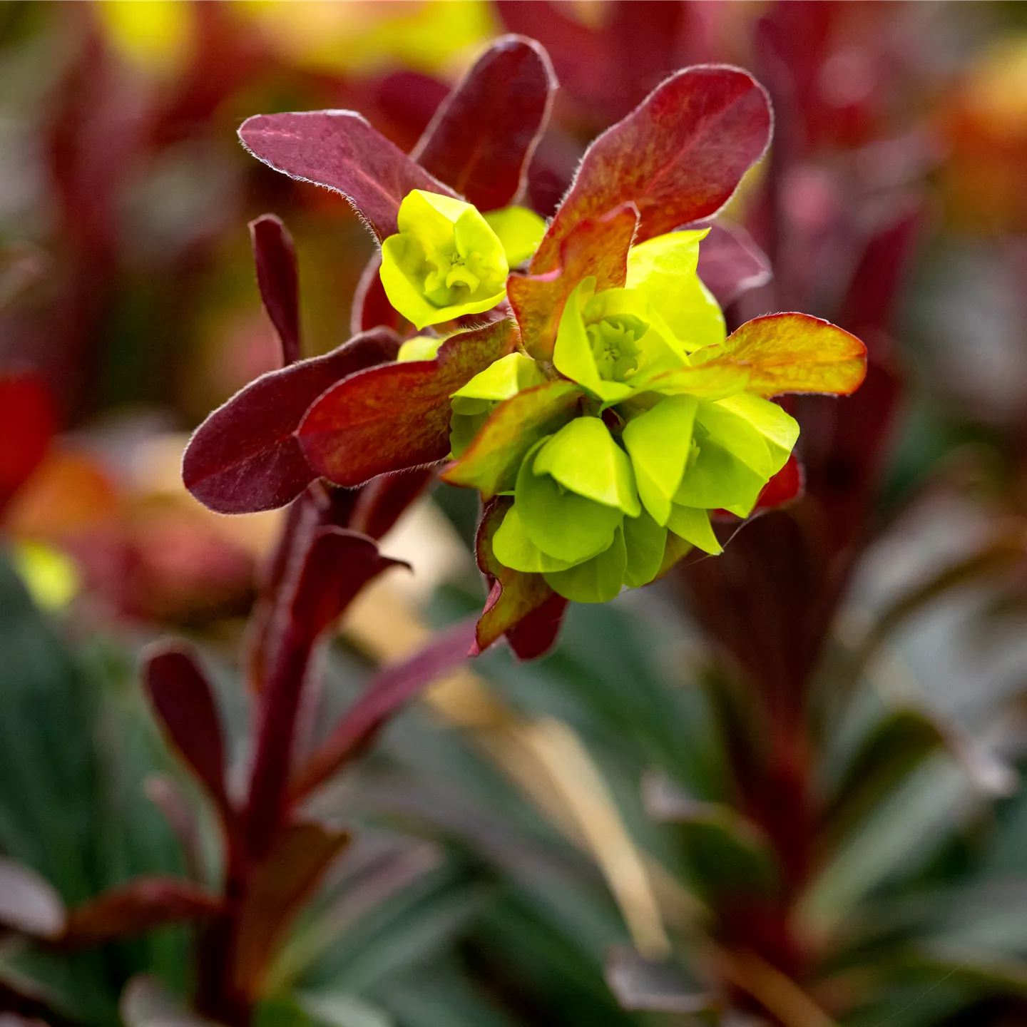 Euphorbia amygdaloides var. robbiae, MandelWolfsmilch im