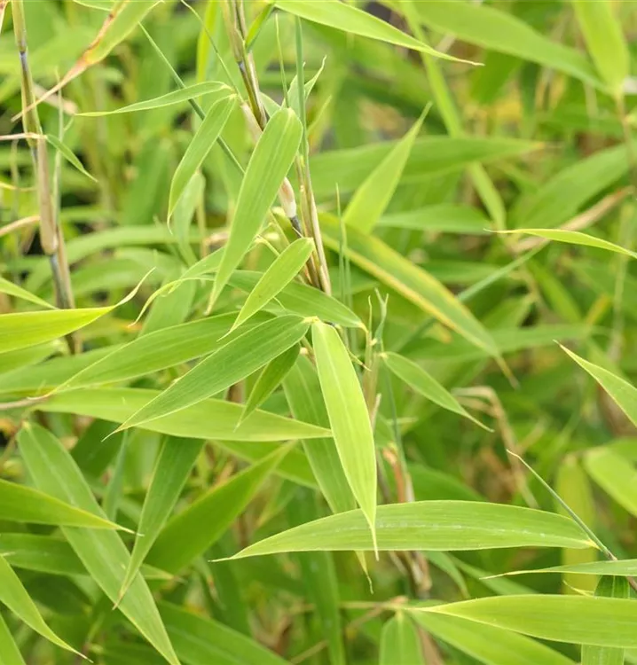 Fargesia murieliae 'Bimbo', GartenBambus 'Bimbo' im