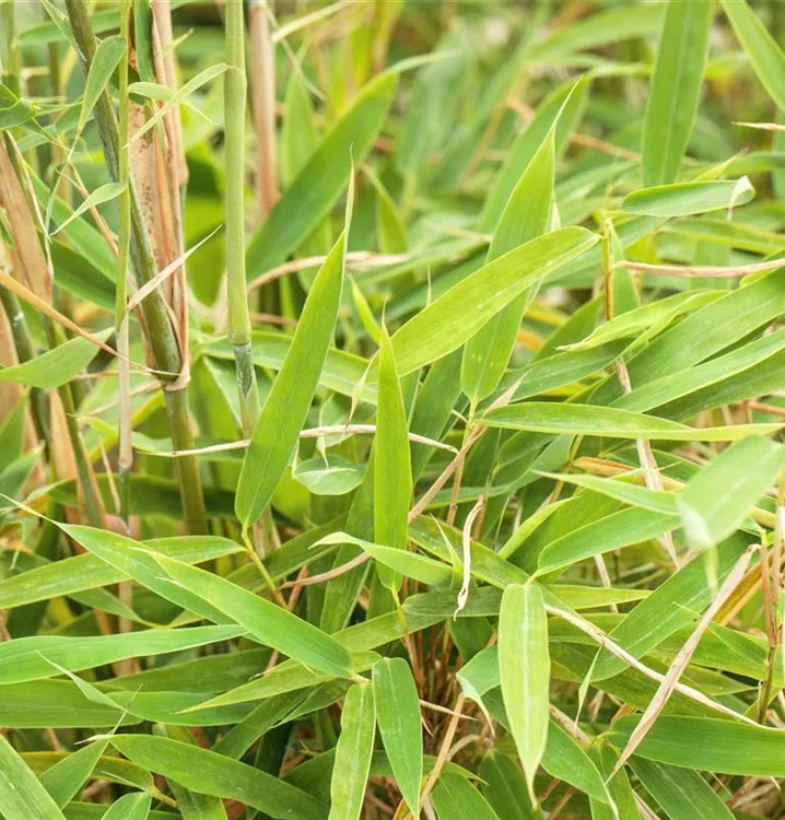 Fargesia murieliae 'Jumbo', GartenBambus im