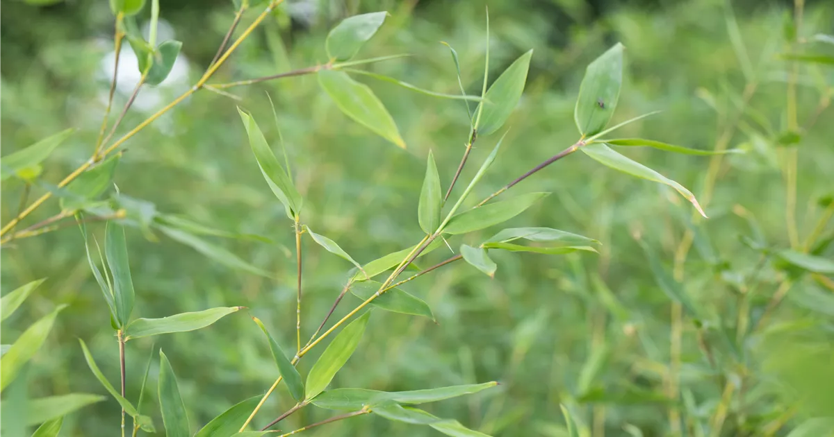 Fargesia murieliae 'Jumbo', GartenBambus im