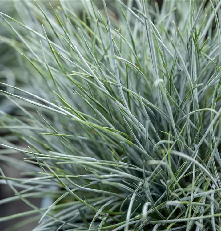 Festuca glauca 'Elijah Blue', BlauSchwingel im