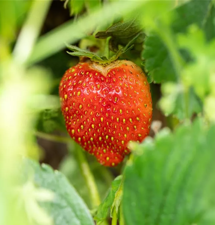 Fragaria 'Malwina' CAC, Erdbeere im