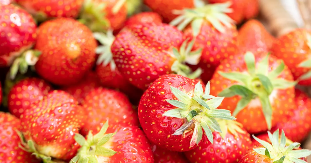 Fragaria 'Malwina' CAC, Erdbeere im