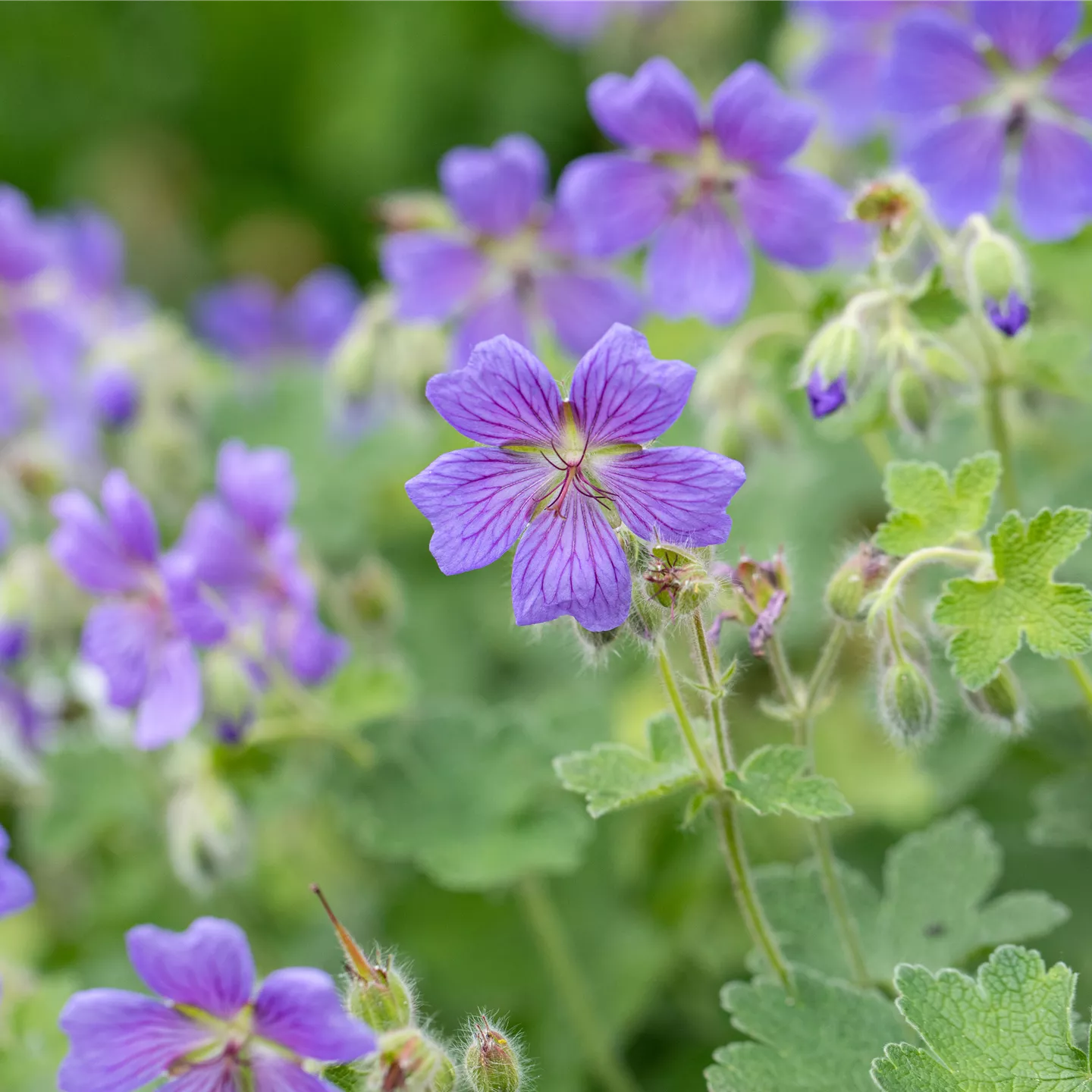 Geranium wallichianum 'Rozanne' R, Storchschnabel im