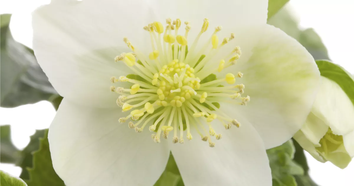 Helleborus x orientalis 'Snow White', GartenLenzrose im