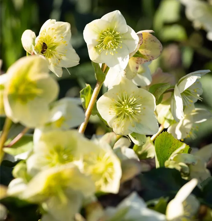 HelleborusHybride 'Verboom Beauty', Christrose im