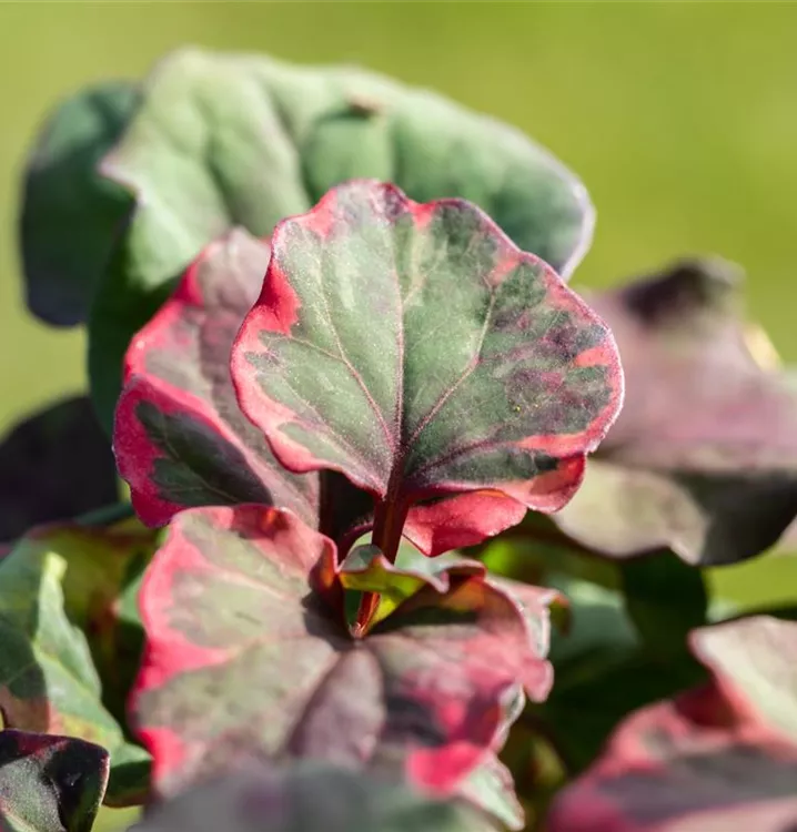 Houttuynia cordata 'Chameleon', Eidechsenschwanz im