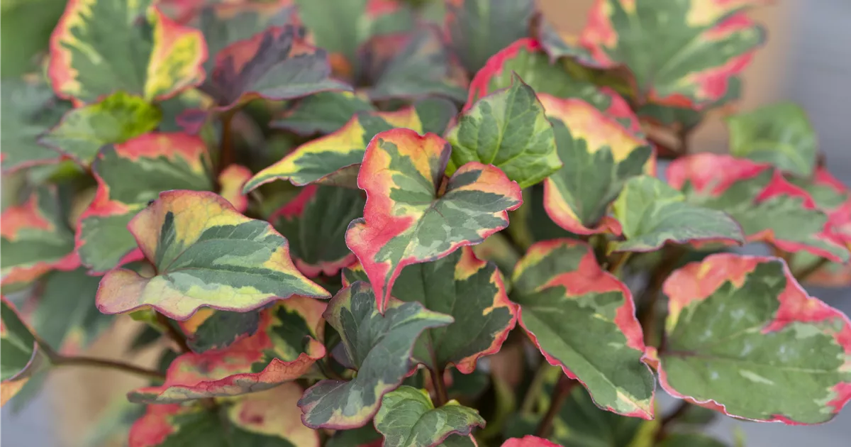 Houttuynia cordata 'Chameleon', Eidechsenschwanz im