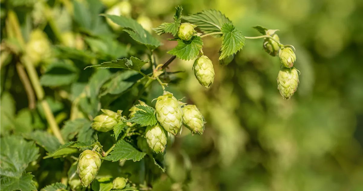 Humulus lupulus, Hopfen im