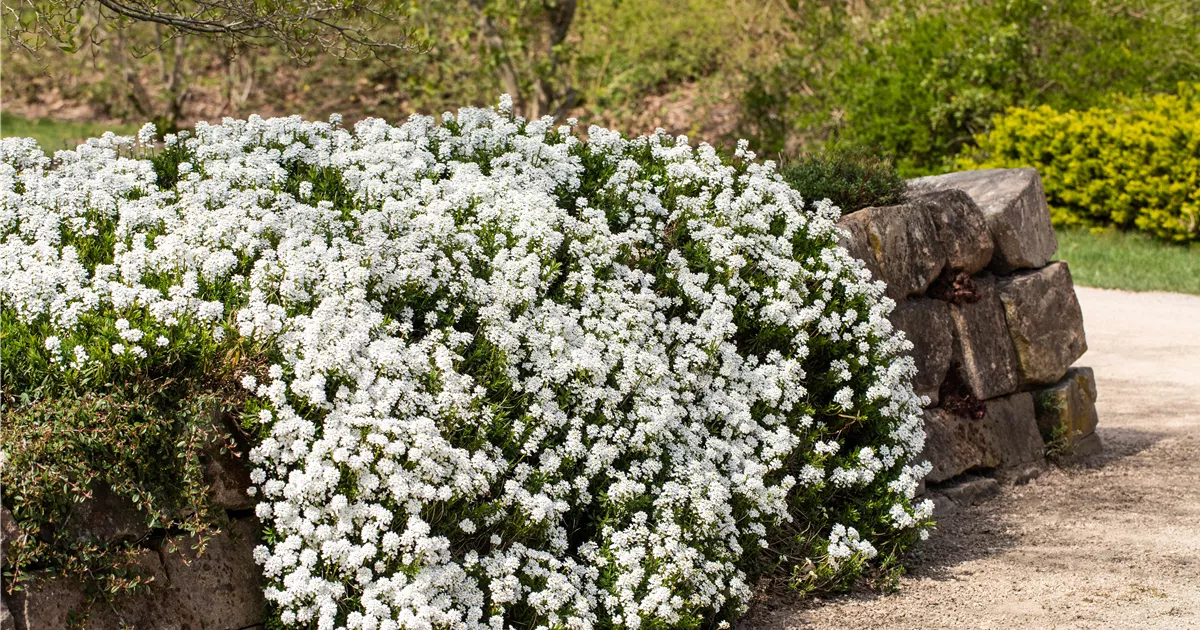 Iberis sempervirens 'Schneeflocke', Immergrüne Schleifenblume