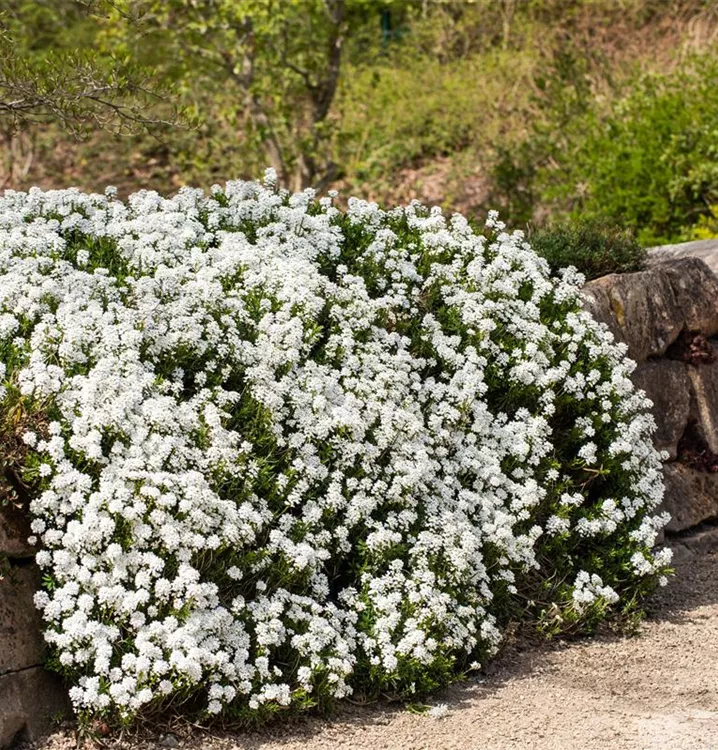 Iberis sempervirens 'Schneeflocke', Immergrüne Schleifenblume