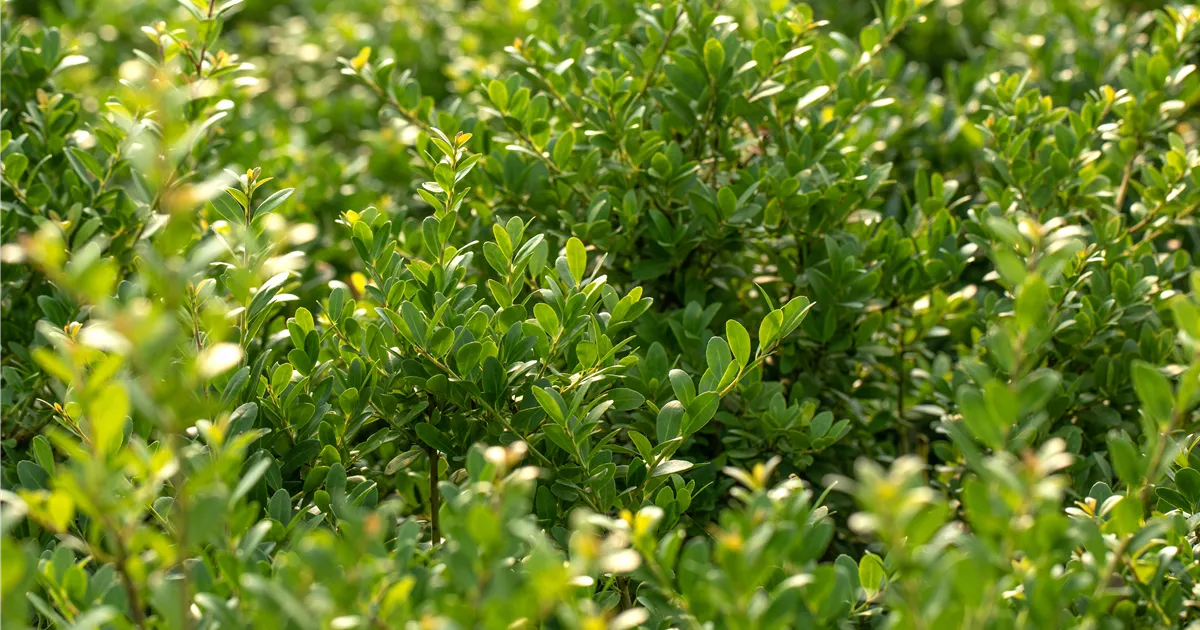 Ilex crenata 