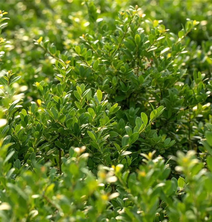 Ilex crenata 