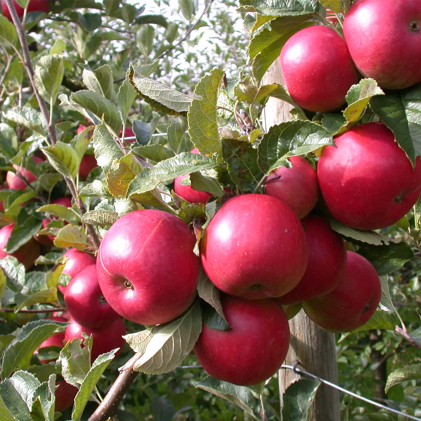 Malus \'Holsteiner Cox\' CAC, Apfel Holsteiner Cox im Pflanzenshop