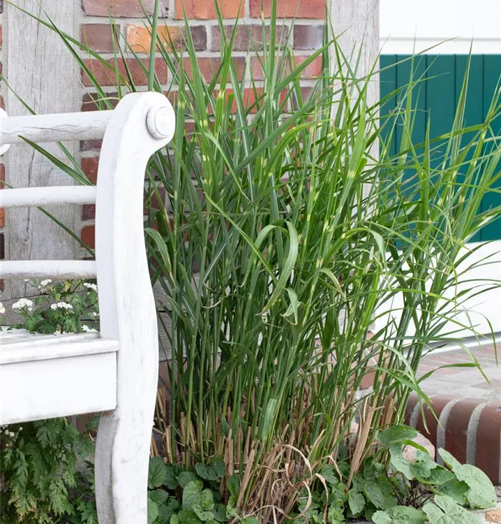 Miscanthus sinensis 'Little Zebra' R, GartenChinaschilf im