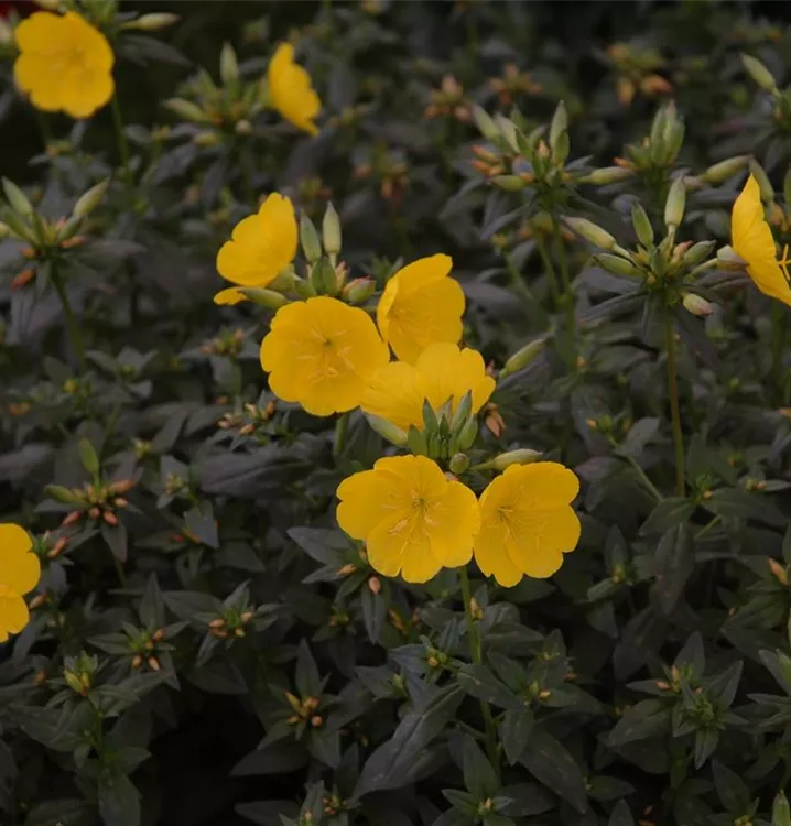 Oenothera tetragona 'Erica Robin', GartenNachtkerze im