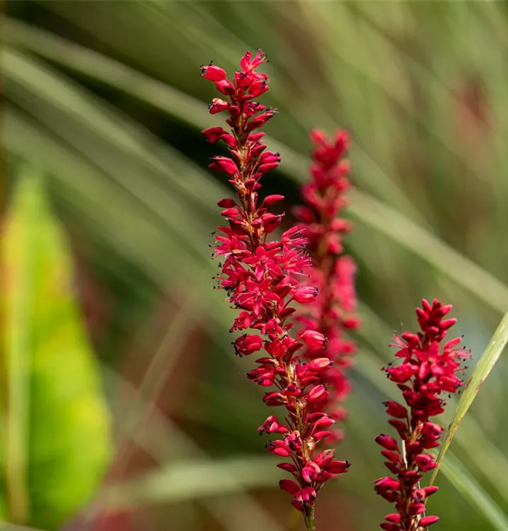Persicaria amplexicaule 'Speciosa', Synonym im
