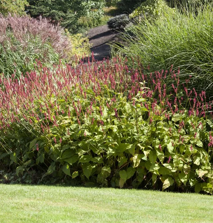 Persicaria amplexicaule 'Taurus', Knöterich im