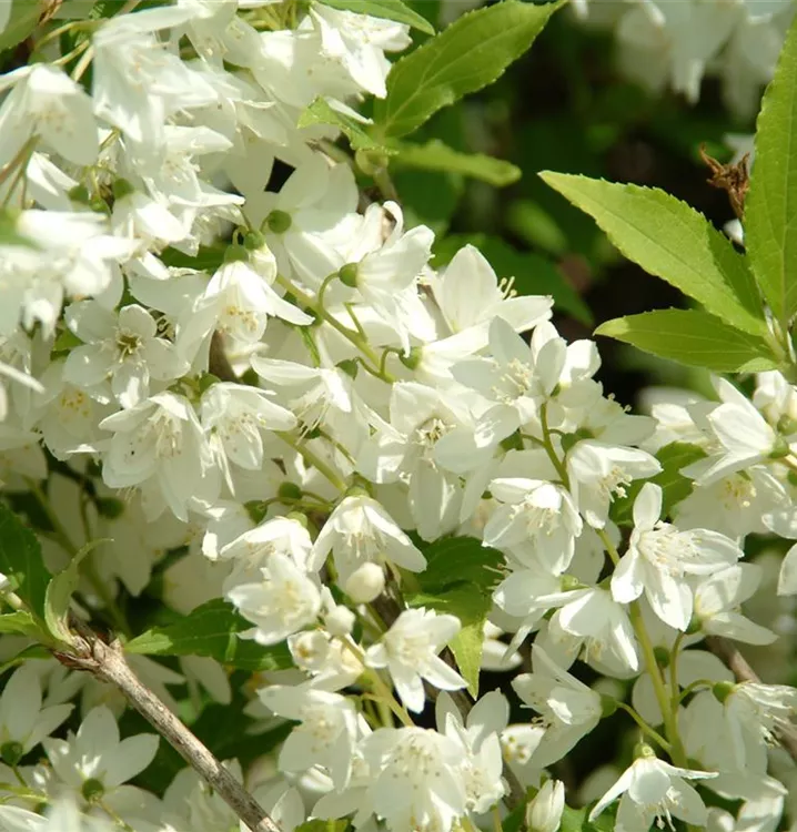 Philadelphus 'Schneesturm', Pfeifenstrauch, Falscher Jasmin im