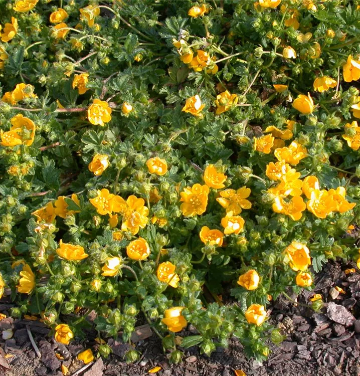 Potentilla neumanniana 'Nana', FühlingsFingerkraut im