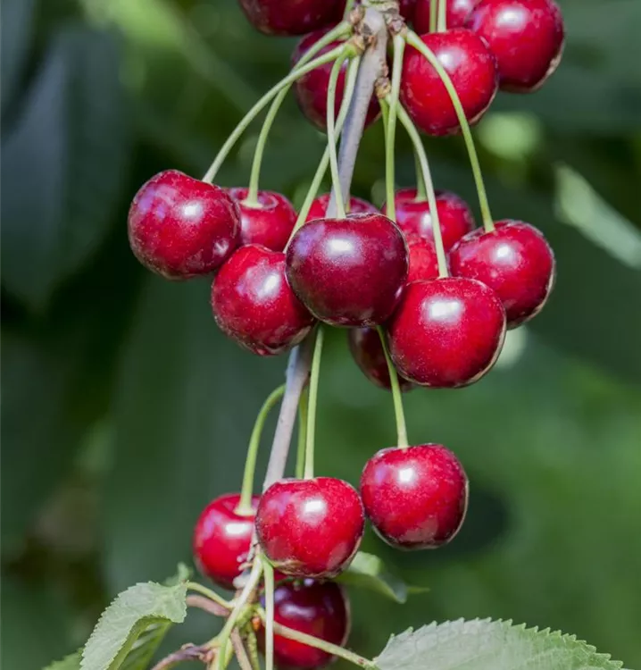 Prunus av.'New Star' CAC, Süßkirsche im