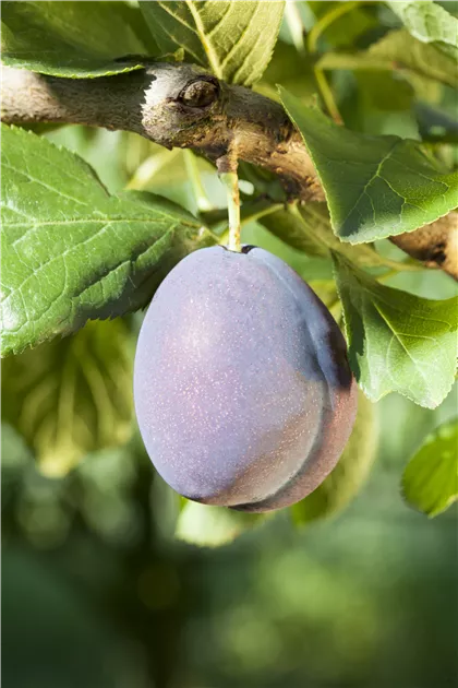 Prunus dom.\'Hanna\' CAC, Zwerg-Pflaume im Pflanzenshop