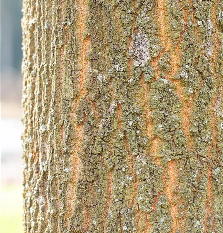 Quercus cerris, ZerrEiche, MoosEiche im