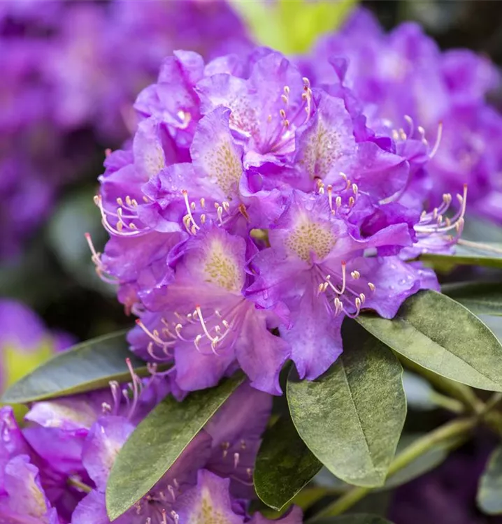 Rhododendron-Hybride 'Effner'