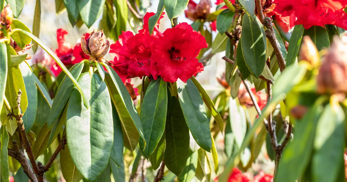 Rhododendron Hybr.'Taurus', Rhododendron-Hybride 'Taurus' im Pflanzenshop