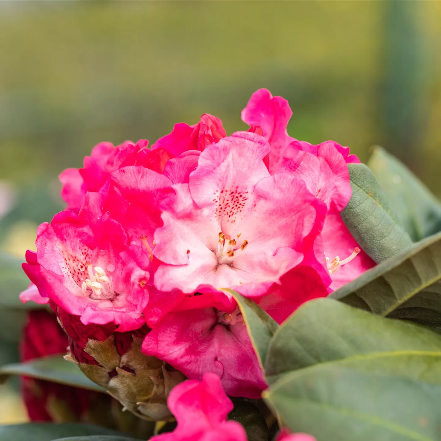 Rhododendron yak.'Morgenrot'