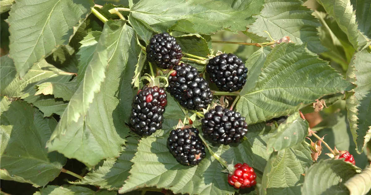 Rubus frut.'Black Cascade' CAC, Hänge Brombeere 'Black Cascade' im