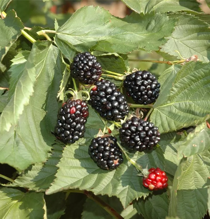 Rubus frut.'Black Cascade' CAC, Hänge Brombeere 'Black Cascade' im