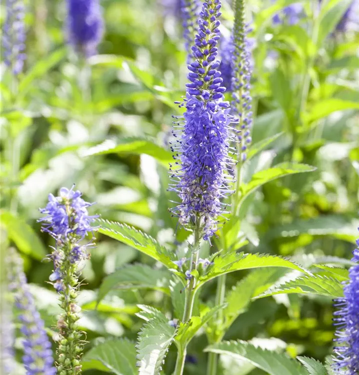 Veronica teucrium 'Royal Blue', Ehrenpreis im