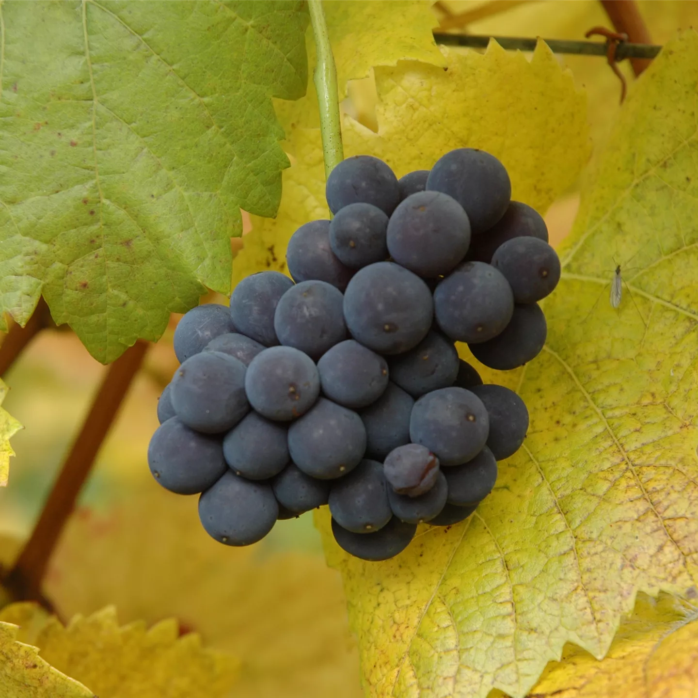 Vitis vinifera 'Purpurea', Edelwein im