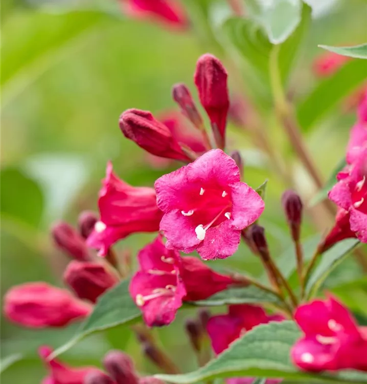 Weigela 'Bristol Ruby', Weigelie im
