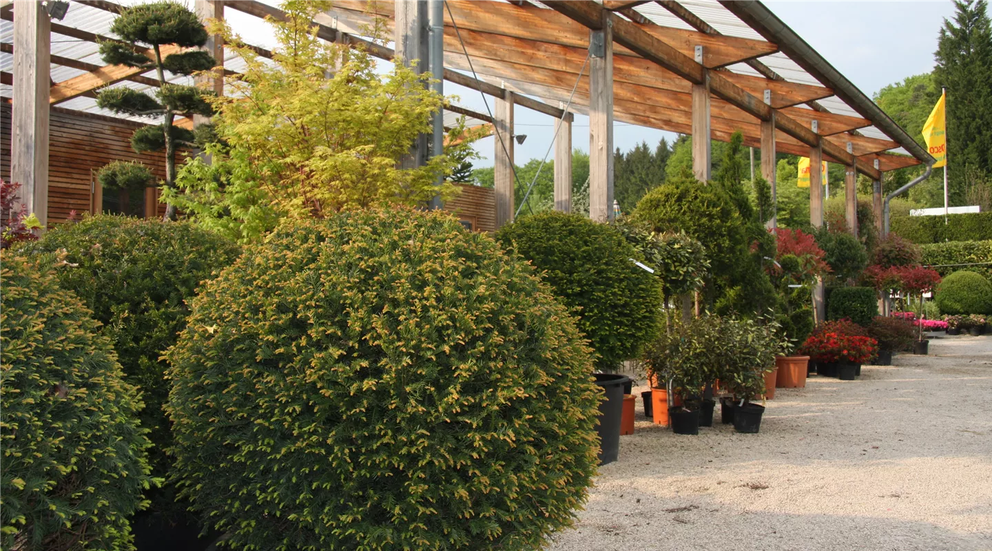 Gartenberatung im 4000qm großem Verkaufsgarten der Gartenbaumschule Kremer