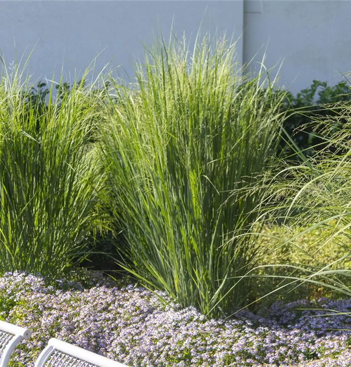Panicum virgatum 'Northwind', GartenRutenHirse im