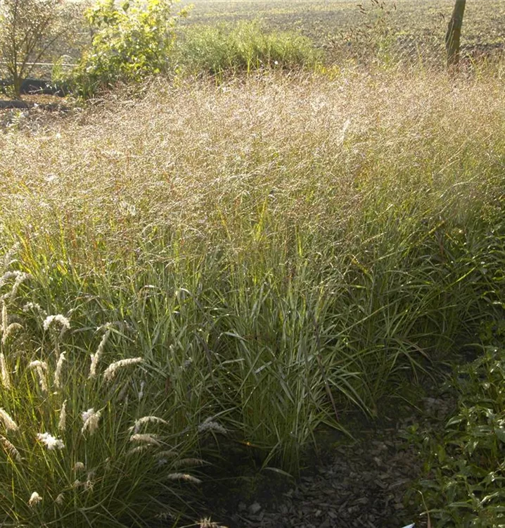 Panicum virgatum 'Shenandoah', GartenRutenHirse im