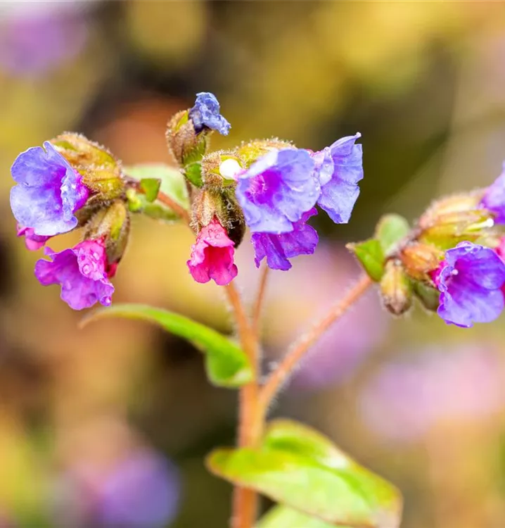 Pulmonaria angustifolia 'Azurea', Synonym im
