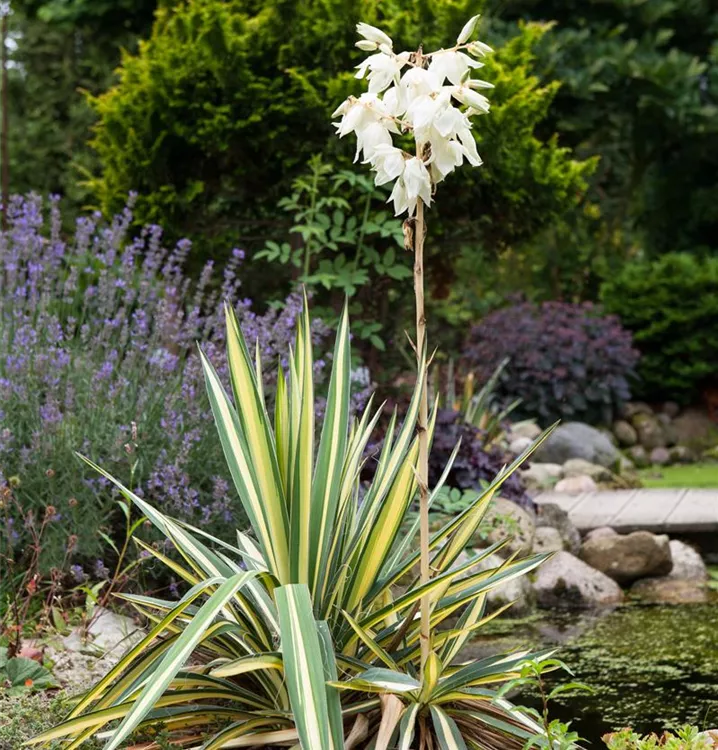Yucca filamentosa, Palmlilie im
