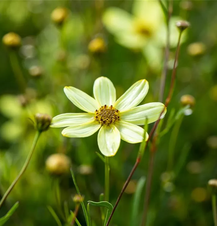 Coreopsis verticillata 'Moonbeam', NetzblattMädchenauge im