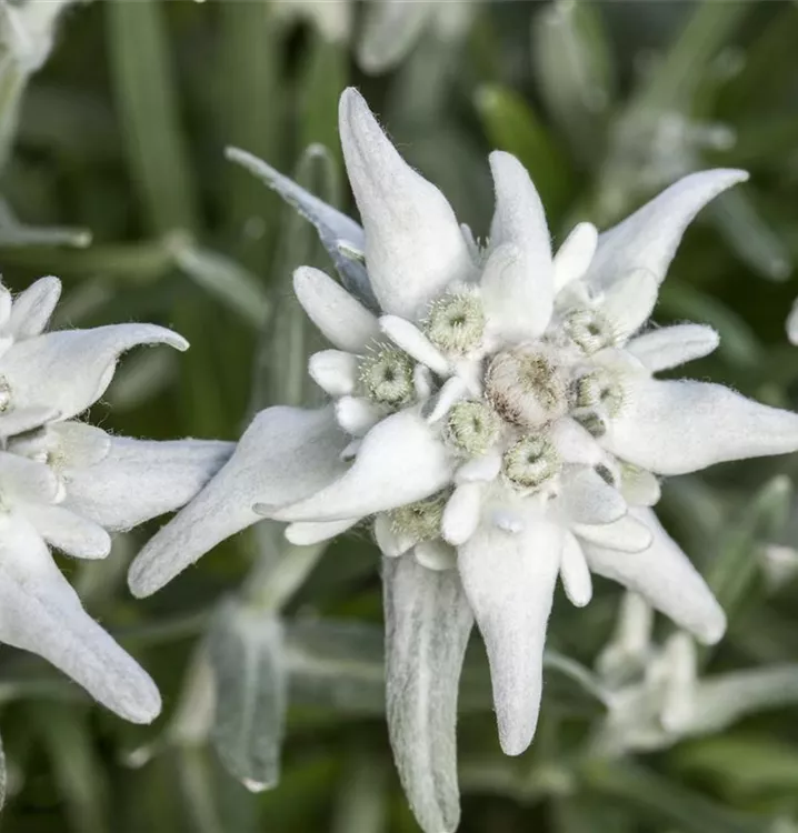 Alpen-Edelweiß 'Blossom Of Snow' / Leontopodium Alpinum 'Blossom Of Snow