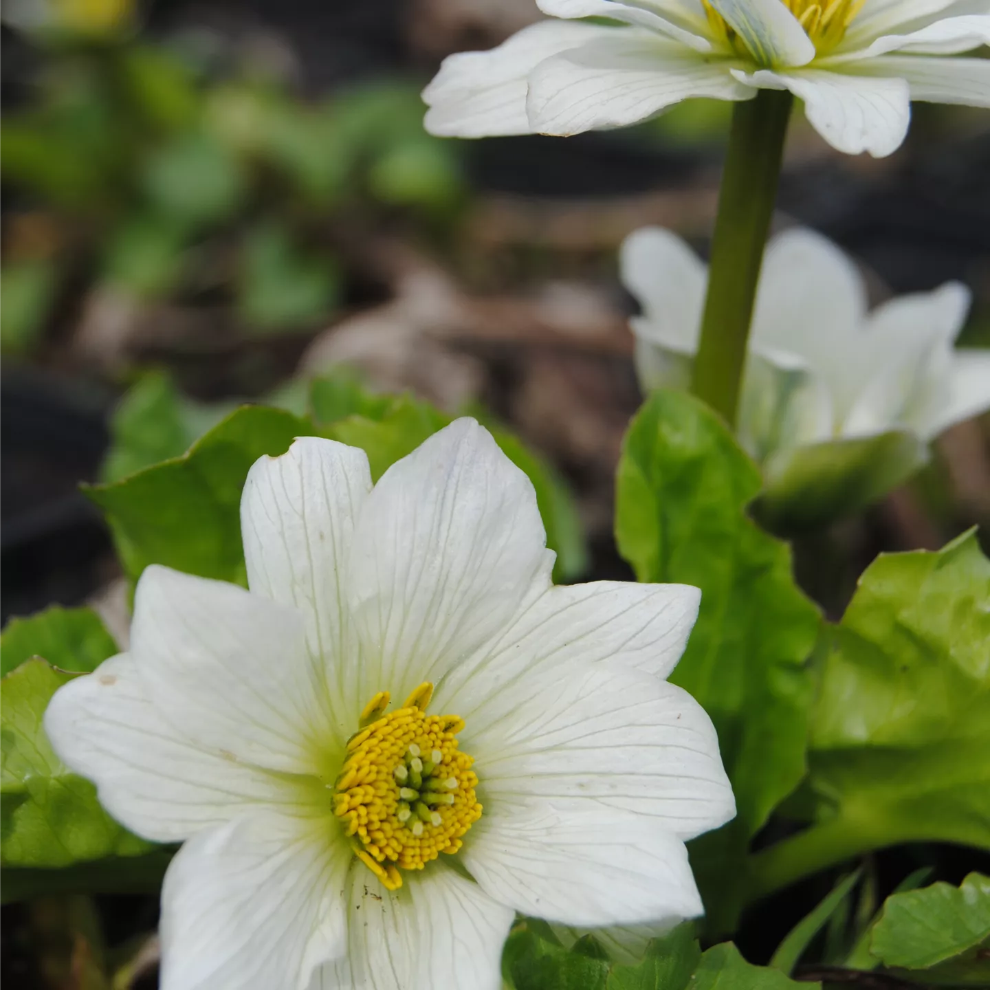 Caltha palustris, SumpfDotterblume im