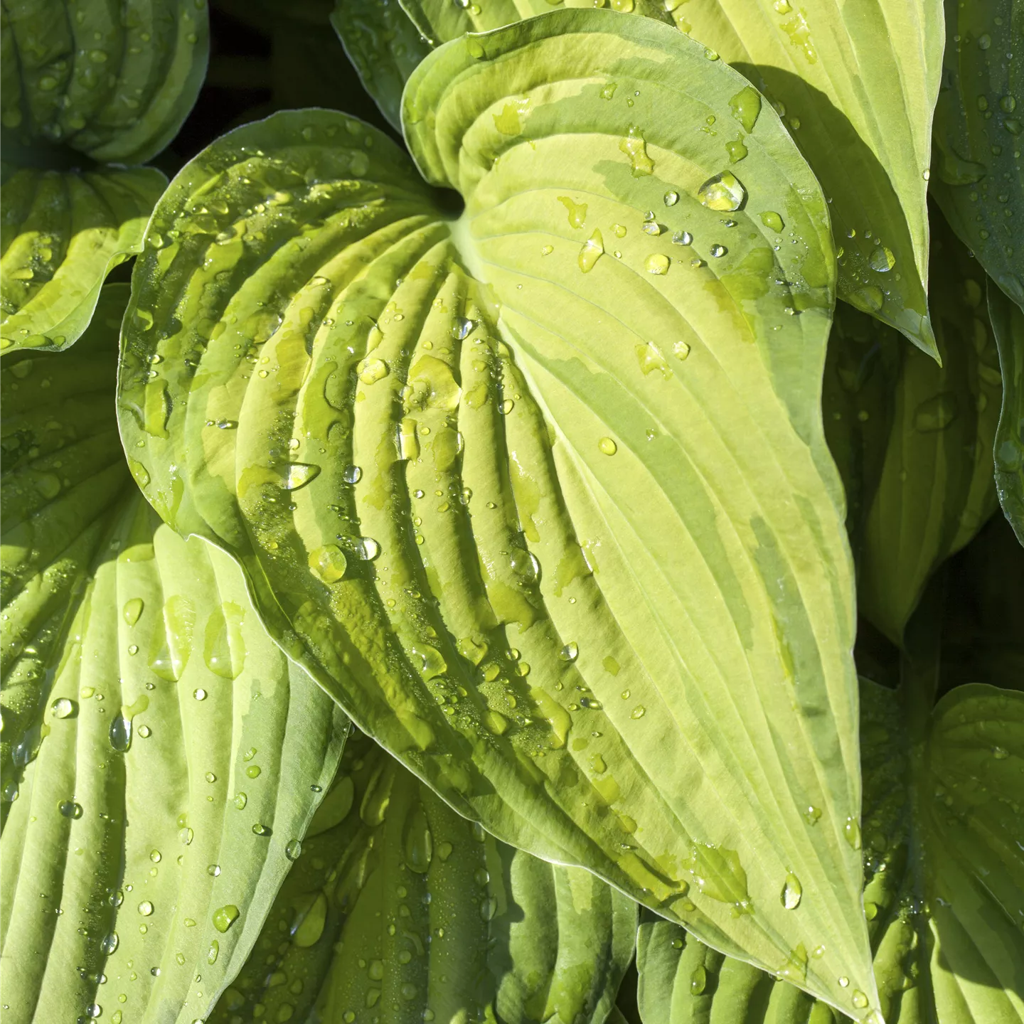 Hosta plantaginea 'Royal Standard', Weißblühende LilienFunkie im