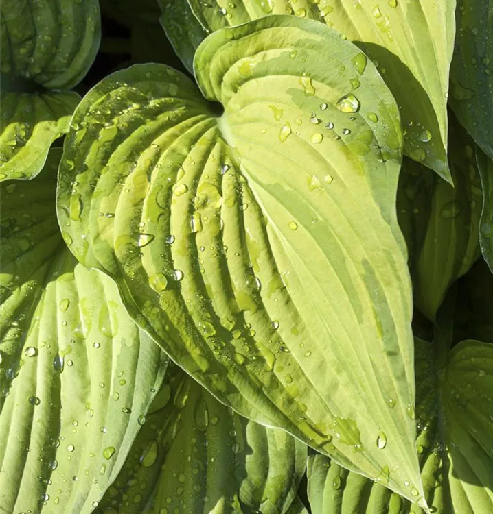 Hosta plantaginea 'Guacamole', Duftende GartenLilienFunkie im