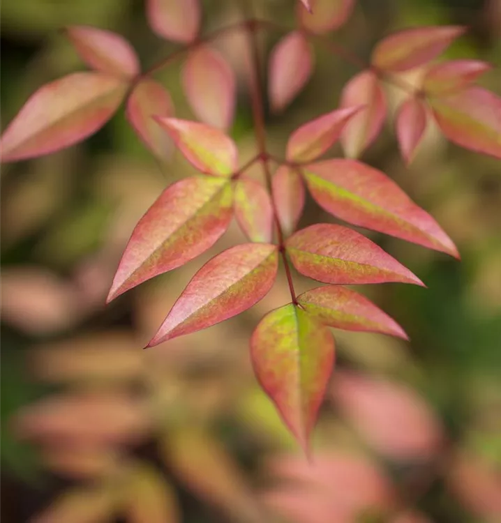 Nandina domestica, Heiliger Bambus im