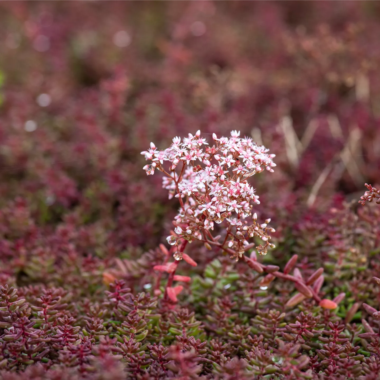 Sedum album 'Murale'