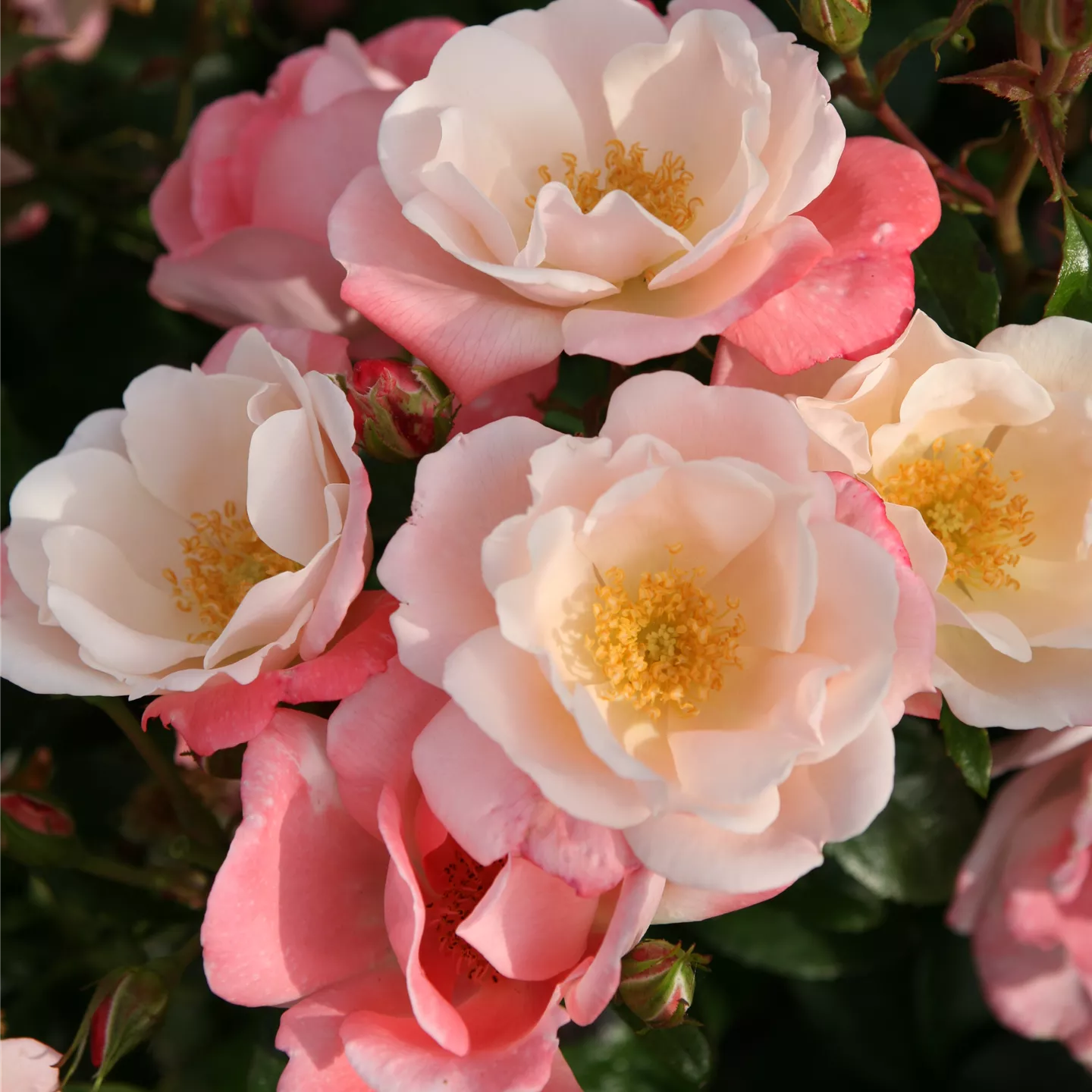 Rosa 'Roseromantic' -R- BT