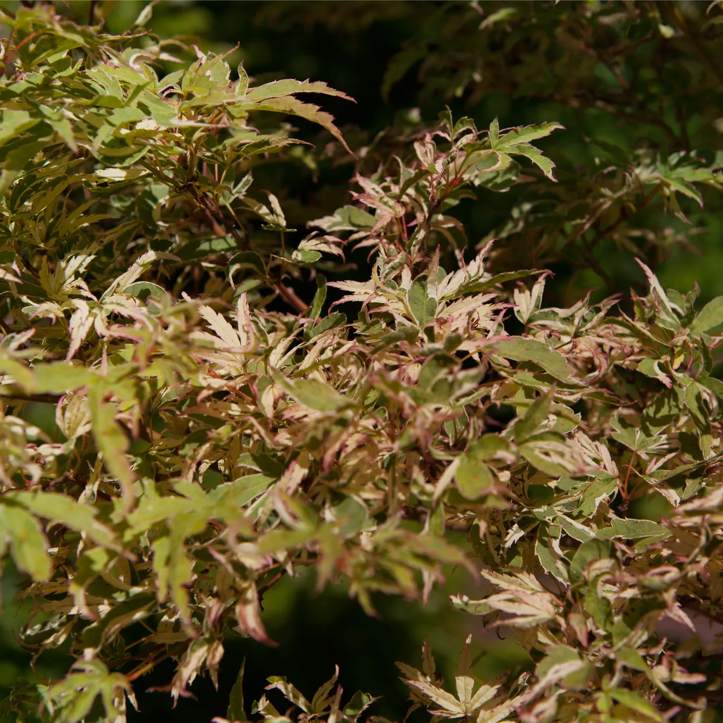 Acer palmatum 'Oridono-nishiki'