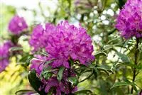 Immer gut in Form – Rhododendron zurückschneiden